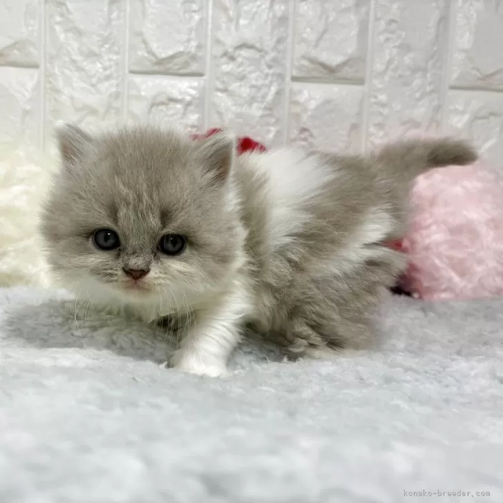 ブリティッシュロングヘア【大阪府・女の子・2025年9月20日・ライラック&ホワイト】の写真1