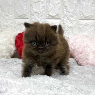 ブリティッシュロングヘア【大阪府・女の子・2025年10月9日・チョコレート】の写真「ふっくらなお顔」