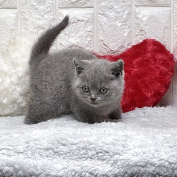 ブリティッシュショートヘア【大阪府・女の子・2025年9月25日・ブルーー&ホワイト】の写真「ふっくらなお顔」