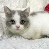 ブリティッシュショートヘア