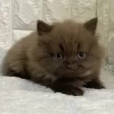 ブリティッシュロングヘア