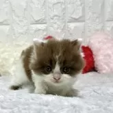 ブリティッシュロングヘア