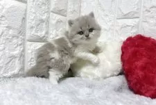 ブリティッシュロングヘア【大阪府・女の子・2025年9月20日・ライラック&ホワイト】の写真2