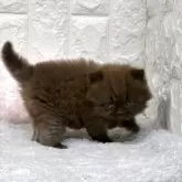 ブリティッシュロングヘア【大阪府・女の子・2025年10月9日・チョコレート】の写真4