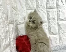 ブリティッシュロングヘア【大阪府・男の子・2025年7月15日・ライラック&ホワイト】の写真7