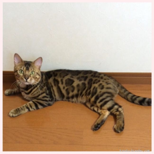 三木　舞子(みき　まいこ)ブリーダー(群馬県・ベンガル・SSCC登録)の紹介写真2