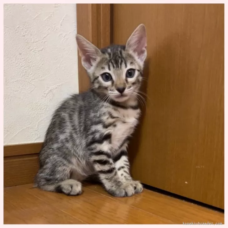 ID：2410-02494の子猫