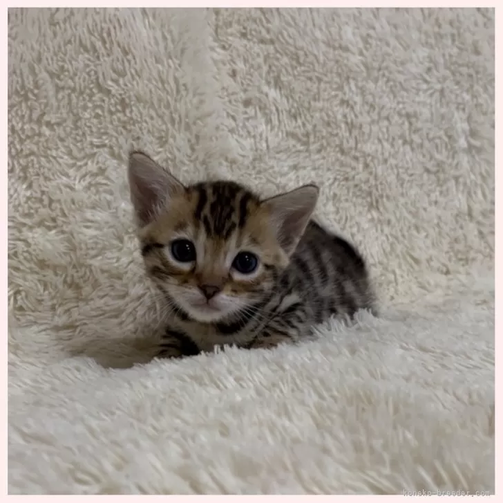 ID：2404-00484の子猫