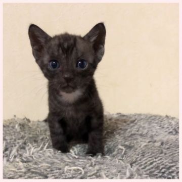 ベンガル【群馬県・男の子・2020年2月19日・メラニスティックスポテッドタビー】の写真「抱っこ大好きくん。」