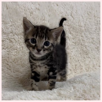 ベンガル【群馬県・男の子・2024年3月3日・ブラウンマーブルドタビー】の写真「3月3日生まれ 男の子。」