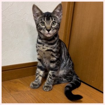 ベンガル【群馬県・女の子・2023年2月25日・ブラウンスポテッドタビー】の写真「2/25産まれ 女の子」