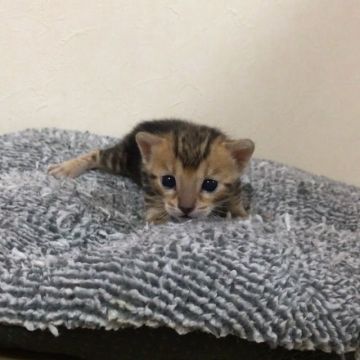 ベンガル【群馬県・女の子・2017年4月12日・ブラウンマーブルドタビー】の写真「おっとり風だけど活発な子です。」