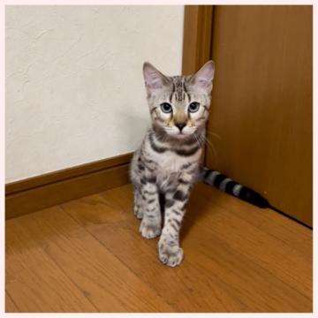 ベンガル【群馬県・男の子・2022年5月30日・シールセピアスポテッドタビー】の写真「5/30生まれ 男の子」