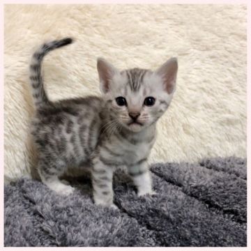 ベンガル【群馬県・女の子・2021年3月11日・シルバースポテッドタビー】の写真「3/11生まれ　女の子」