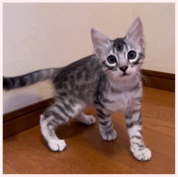 ベンガル【群馬県・男の子・2024年3月10日・シルバースポテッドタビー ロングヘア】の写真「3月10日生まれ ロングヘア男の子」