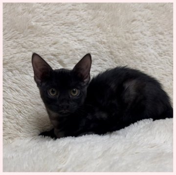 ベンガル【群馬県・女の子・2023年10月16日・ブラックスモークスポテッドタビー】の写真「抱っこ大好きな女の子です。」