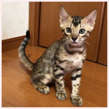 ベンガル【群馬県・男の子・2020年3月11日・ブラウンスポテッドタビー】の写真「人懐こすぎる男の子です」
