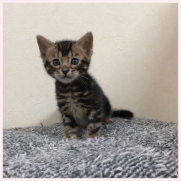 ベンガル【群馬県・男の子・2018年1月13日・ブラウンマーブルドタビー】の写真「甘えん坊くん」