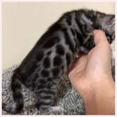 ベンガル【群馬県・女の子・2020年2月19日・シルバースポテッドタビー】の写真3