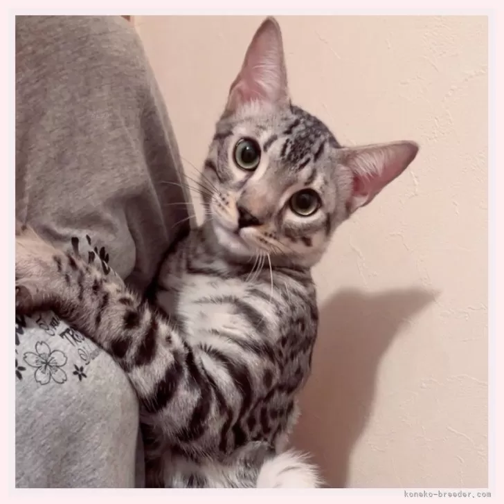 Y.S 様のお迎えした子猫