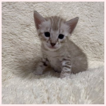 ベンガル【群馬県・男の子・2024年12月12日・シールミンクスポテッドタビー】の写真「12月12日生まれ 男の子。」