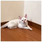 ベンガル