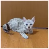 ベンガル