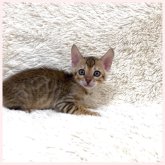 ベンガル