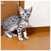 ベンガル