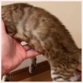 ベンガル【群馬県・男の子・2025年7月1日・ブラウンスポテッドタビー】の写真3