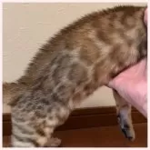 ベンガル【群馬県・男の子・2025年7月1日・ブラウンスポテッドタビー】の写真4