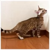 ベンガル【群馬県・男の子・2025年7月1日・ブラウンスポテッドタビー】の写真6