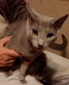 ロシアンブルー【神奈川県・男の子・2018年9月20日・ブルー】の写真2