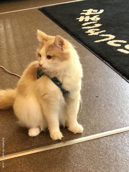 母猫、父親がCFAチャンピオン 母猫ACFAチャンピオンWJCFグランドチャンピオン｜曽我　好春(そが　よしはる)ブリーダー(島根県・ノルウェージャンフォレストキャット・CFA/TCC登録)の紹介写真2