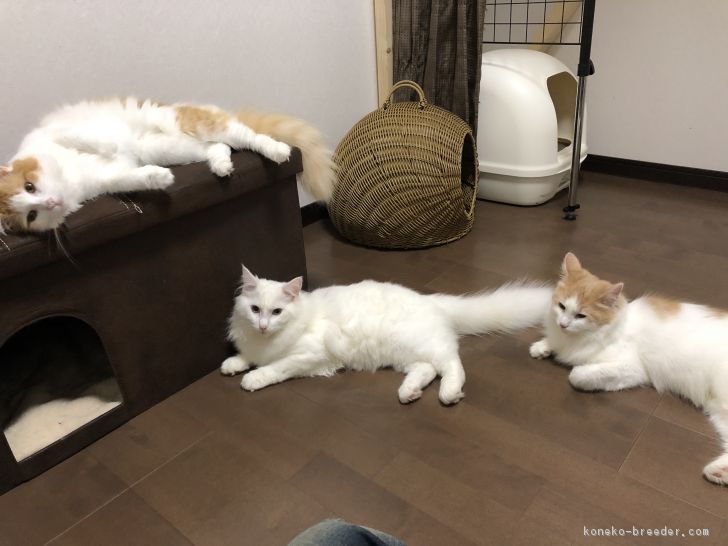 くつろぎ中｜曽我　好春(そが　よしはる)ブリーダー(島根県・ノルウェージャンフォレストキャット・CFA/TCC登録)の紹介写真3
