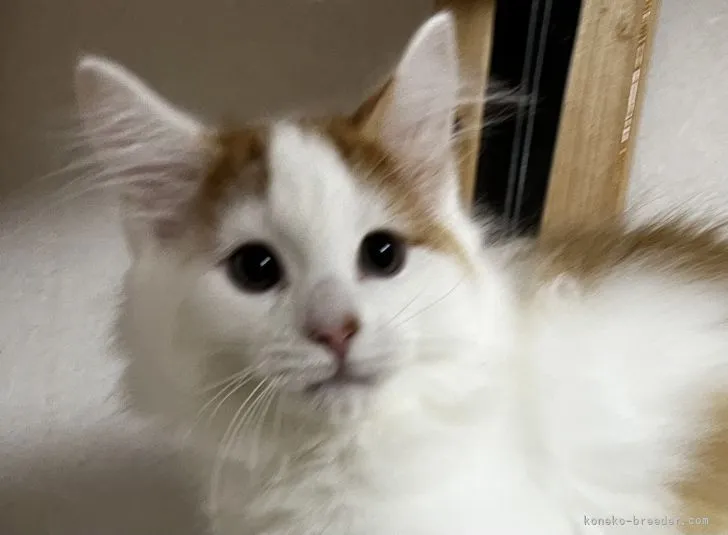 ID：2108-01392の子猫