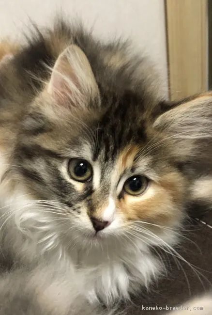 ID：1812-00583の子猫