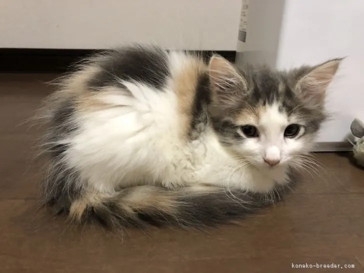 ID:1808-00916の子猫