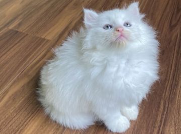 ノルウェージャンフォレストキャット【島根県・男の子・2019年12月25日・ホワイトソリッド（長毛）】の写真「真っ白でハンサムな子」