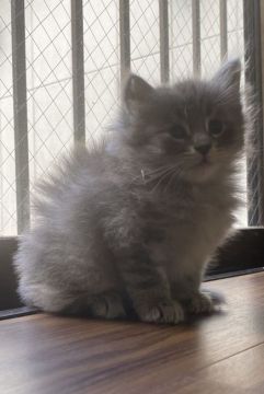 ノルウェージャンフォレストキャット【島根県・女の子・2020年8月20日・ブルーシルバーマッカレイタビー（長毛）】の写真「素敵な毛色光に当たるとキラキラ輝くシルバーの女の子」