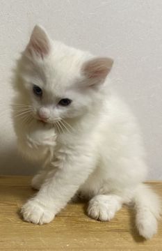 ノルウェージャンフォレストキャット【島根県・男の子・2019年12月25日・ホワイト（長毛）】の写真「真っ白な美しい毛並みで幸運のオッドアイ」