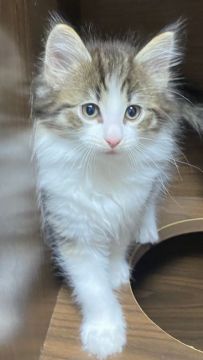 ノルウェージャンフォレストキャット【島根県・男の子・2021年3月30日・ブルータビー&amp;ホワイト（ロング）】の写真「ハチワレの美男子」