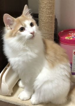 ノルウェージャンフォレストキャット【島根県・男の子・2018年5月12日・クリーム&ホワイト】の写真「元気いっぱい毛色の綺麗な男の子」