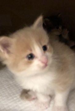 ノルウェージャンフォレストキャット【島根県・男の子・2018年11月19日・クリーム&ホワイト（セミロング）】の写真「毛色の美しい男の子」