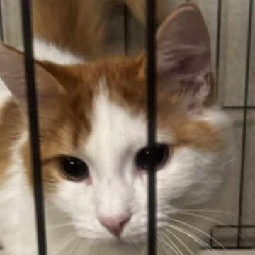 ノルウェージャンフォレストキャット【島根県・男の子・2023年6月17日・レッドマッカレイタビー&amp;ホワイト（ロング）】の写真「綺麗な色合いの美男子、」