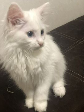 ノルウェージャンフォレストキャット【島根県・女の子・2019年5月1日・ホワイトソリッド】の写真「ブルーの瞳で愛嬌の良い子」