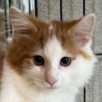 ノルウェージャンフォレストキャット【島根県・男の子・2023年5月29日・レッドタビー&amp;ホワイト（ロング）】の写真「小ぶりで童顔な優しい子」