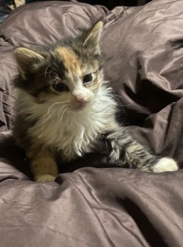 ノルウェージャンフォレストキャット【島根県・女の子・2019年12月25日・ブルーパッチドタビー&ホワイト(キャリコ)（長毛）】の写真「可愛くて人懐っこい女の子」