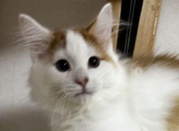 ノルウェージャンフォレストキャット【島根県・男の子・2021年7月18日・レッドタビー&amp;ホワイト（ロング）】の写真「ホワイト多めで白い耳がポイントの可愛い子」