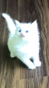 ノルウェージャンフォレストキャット【島根県・女の子・2019年5月1日・ホワイトソリッド】の写真「良血統で真っ白なもふもふな青い目の美人さん」